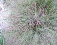 eragrostis spectabilis 9-10.jpg